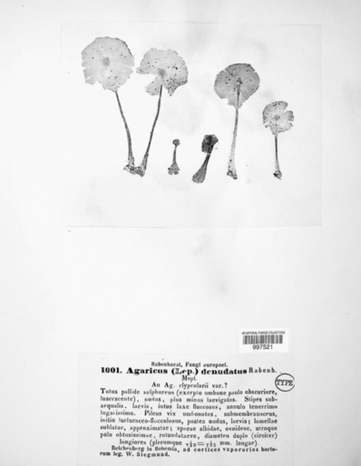 Agaricus denudatus image